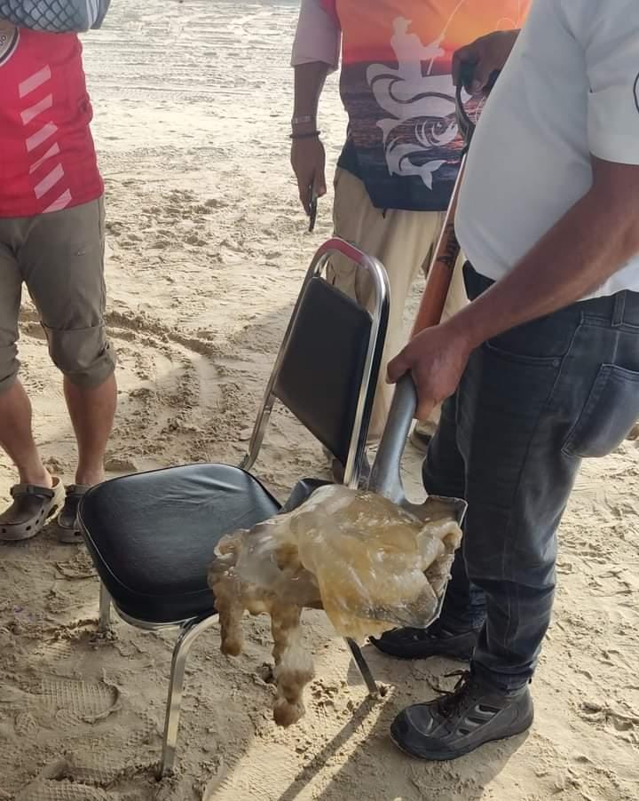 4 Detectan medusas