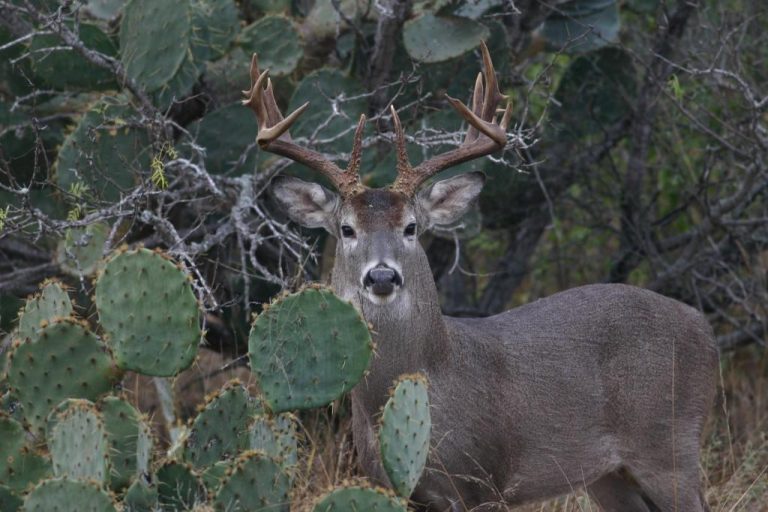 3 CAZADORES