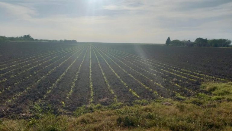 sorgo