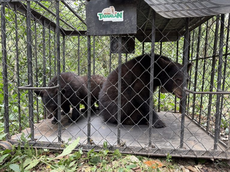 3 OSO