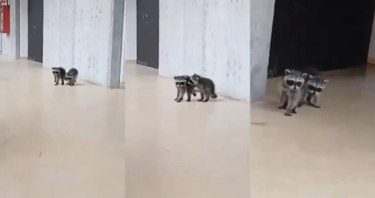 1 MAPACHES