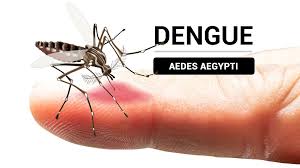 2 DENGUE