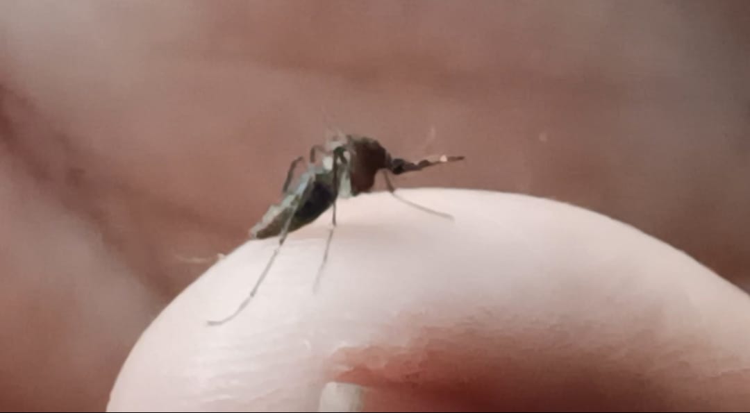 2 DENGUE