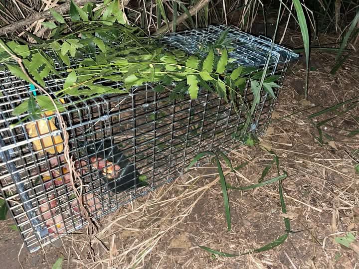 3 JAGUARUNDIS