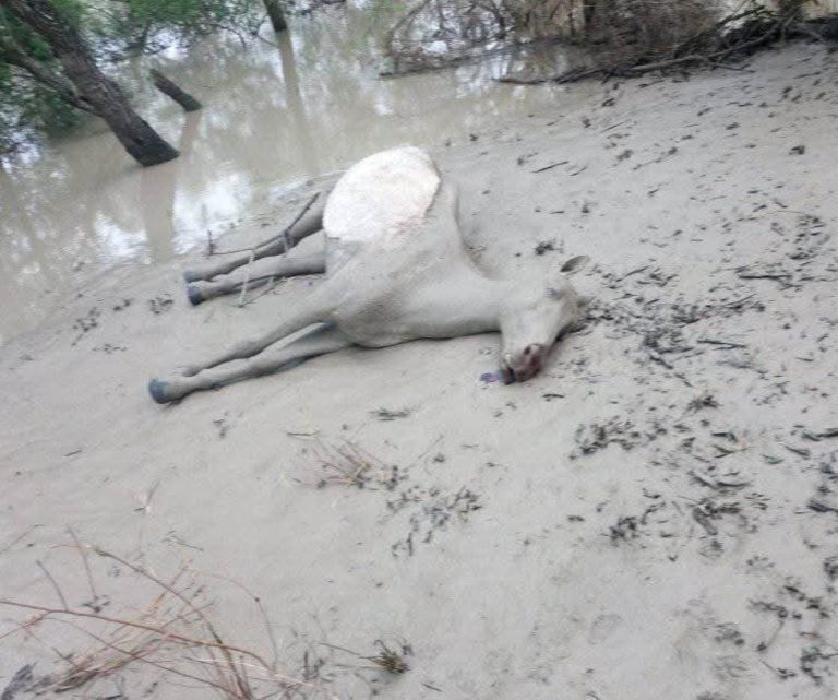 Caballito