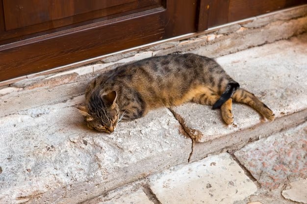 Gato