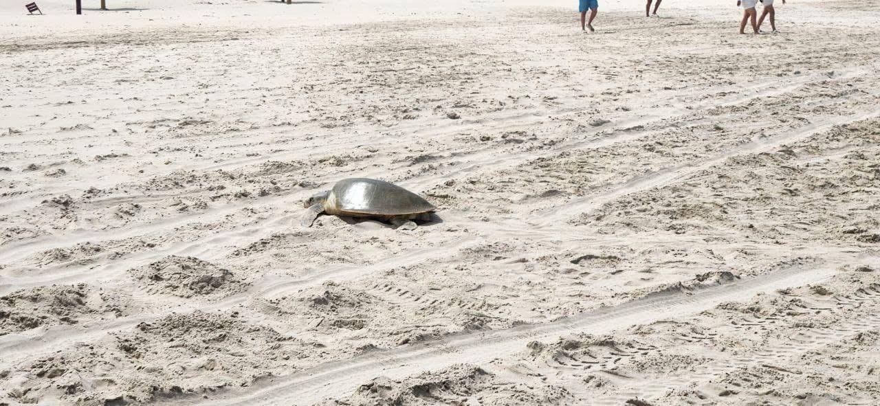 1 TORTUGA