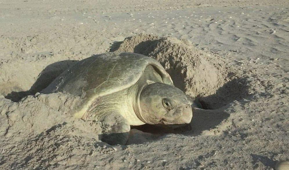 2 TORTUGAS