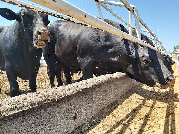 2 VACAS