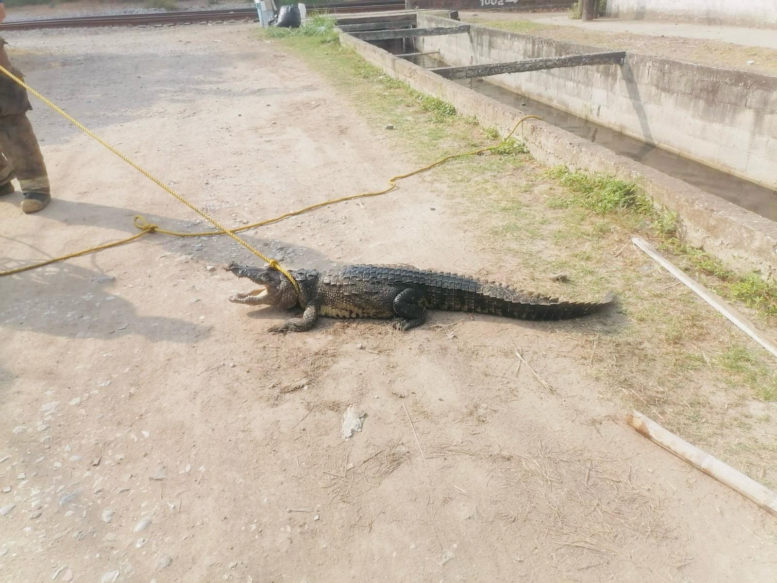 3 COCODRILO