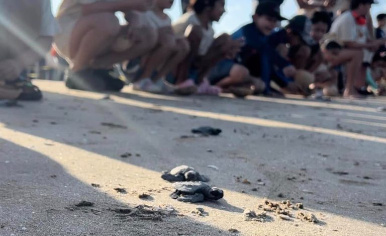 3 TORTUGAS
