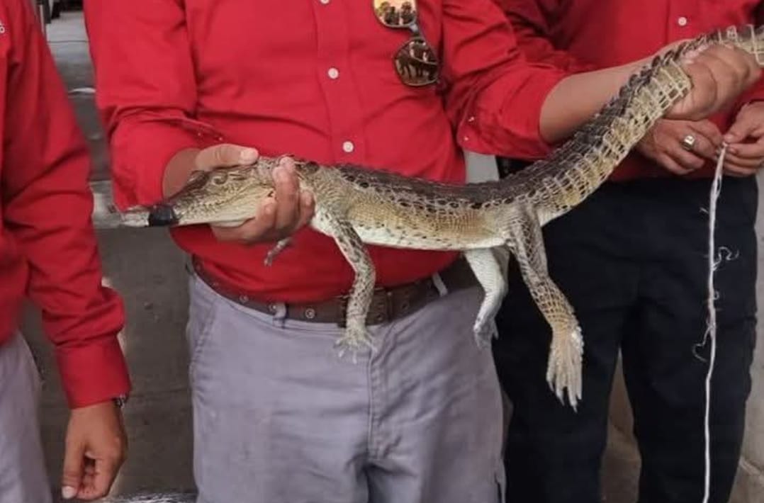 1 COCODRILO