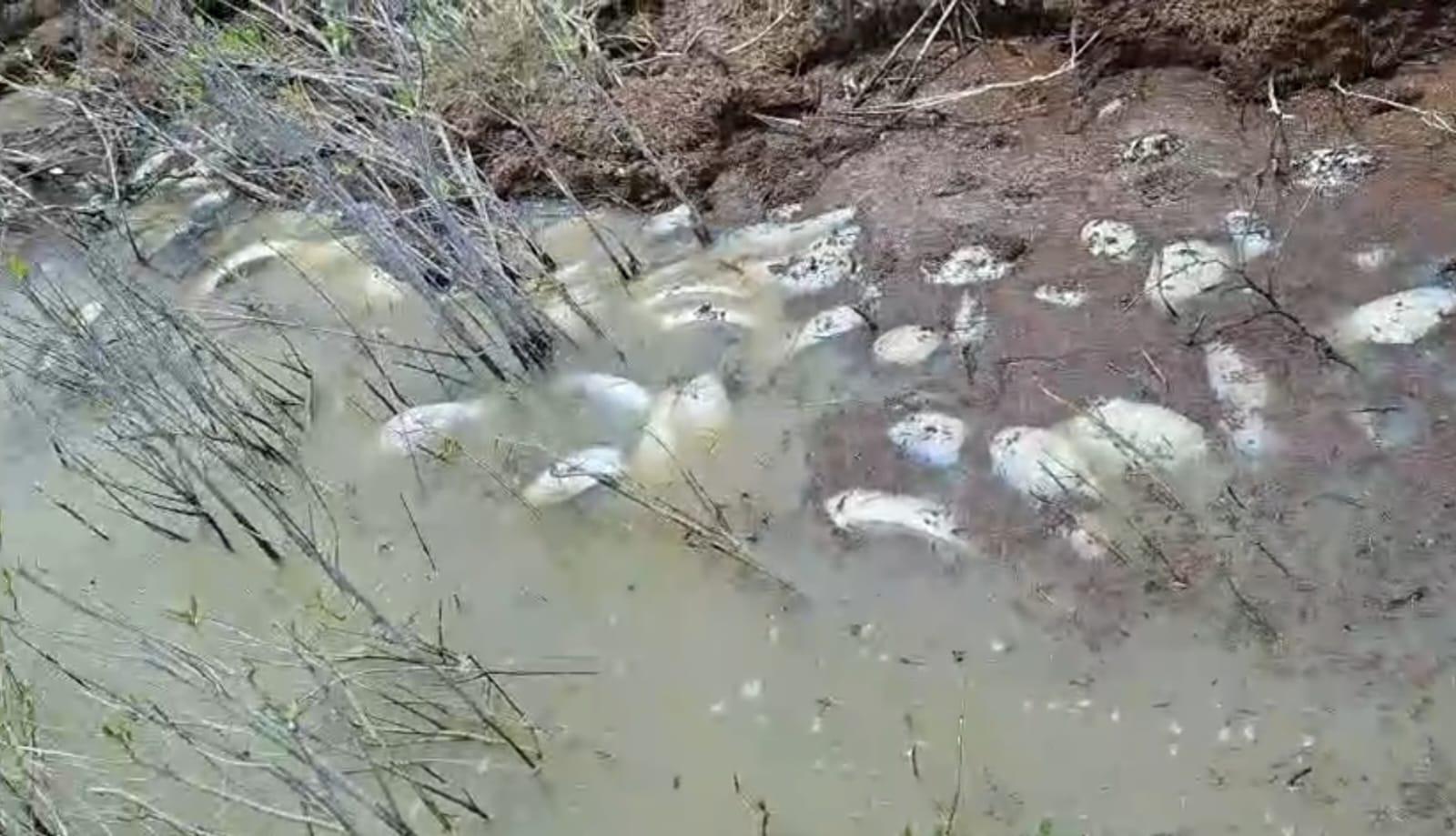 1 PECES