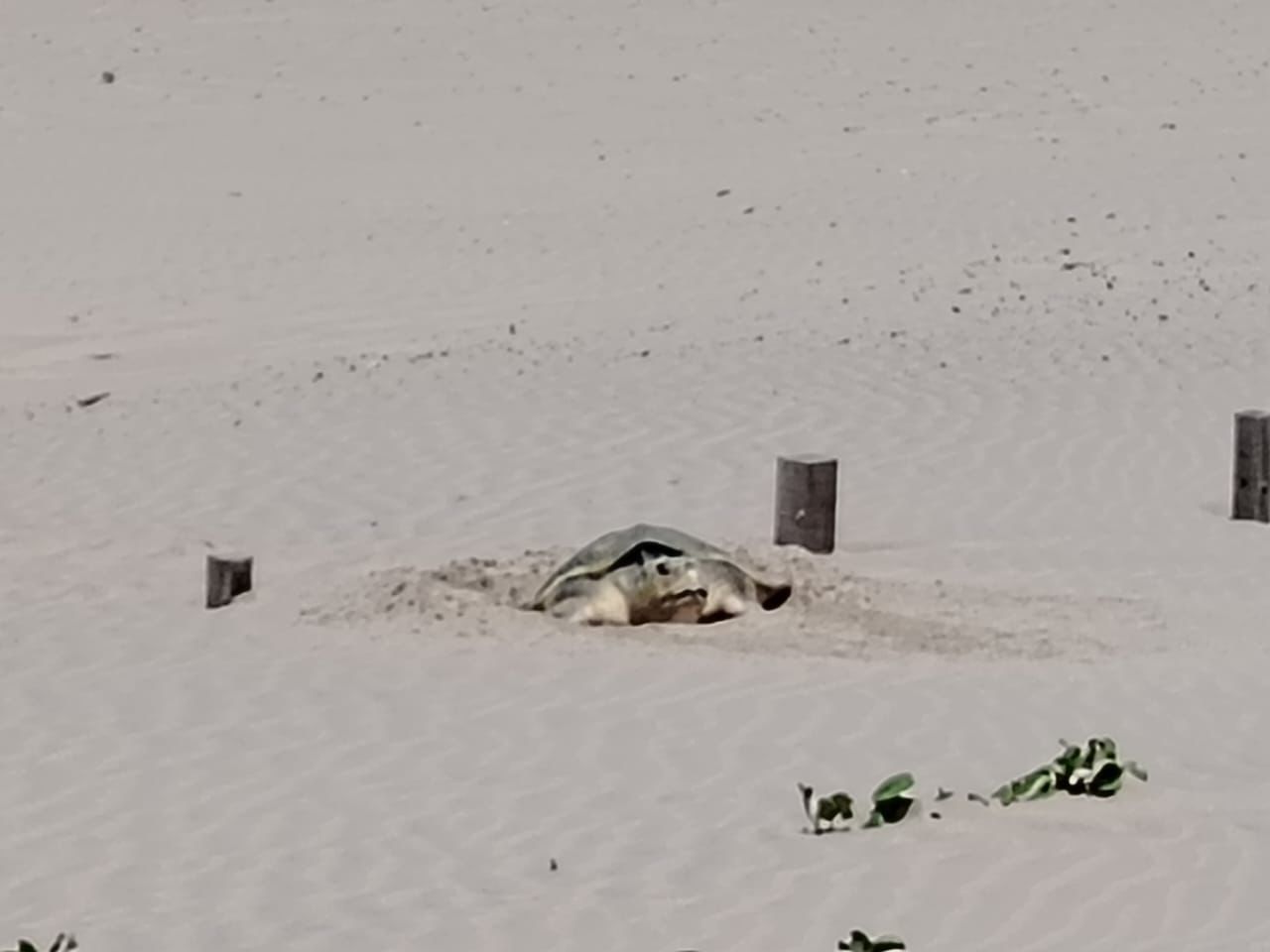 1 TORTUGAS