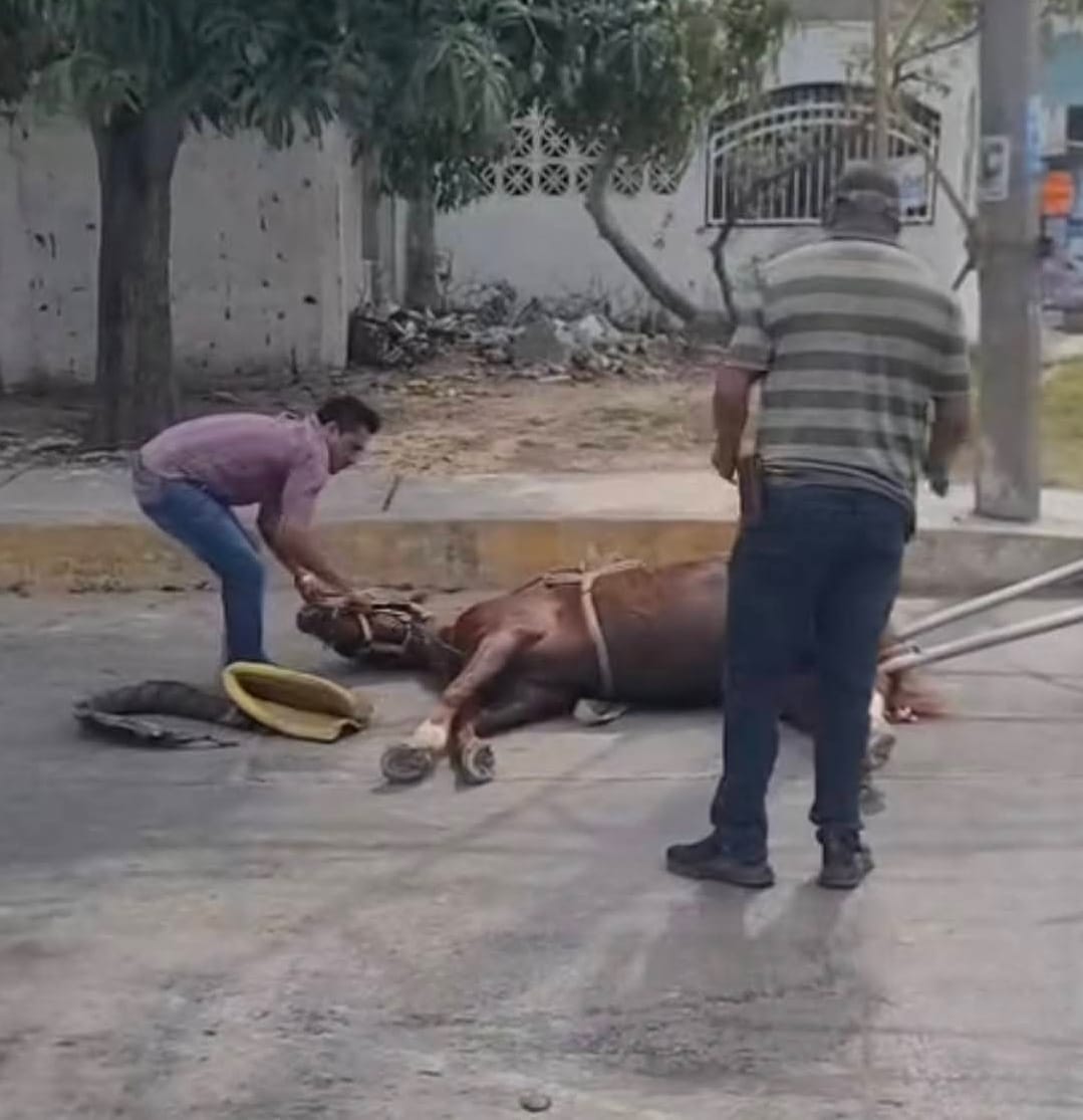 3 CABALLOS