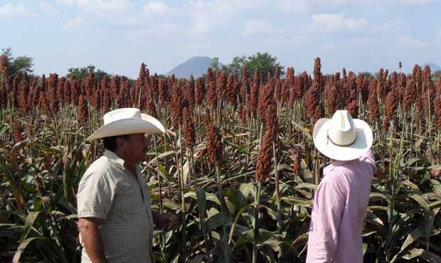 SORGO-4