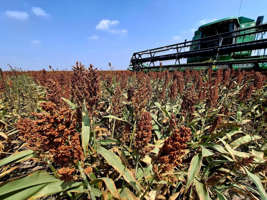 Sorgo