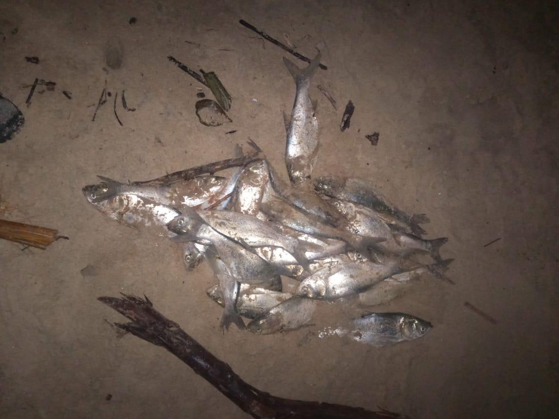 1 PECES
