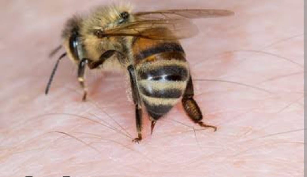 3 ABEJAS