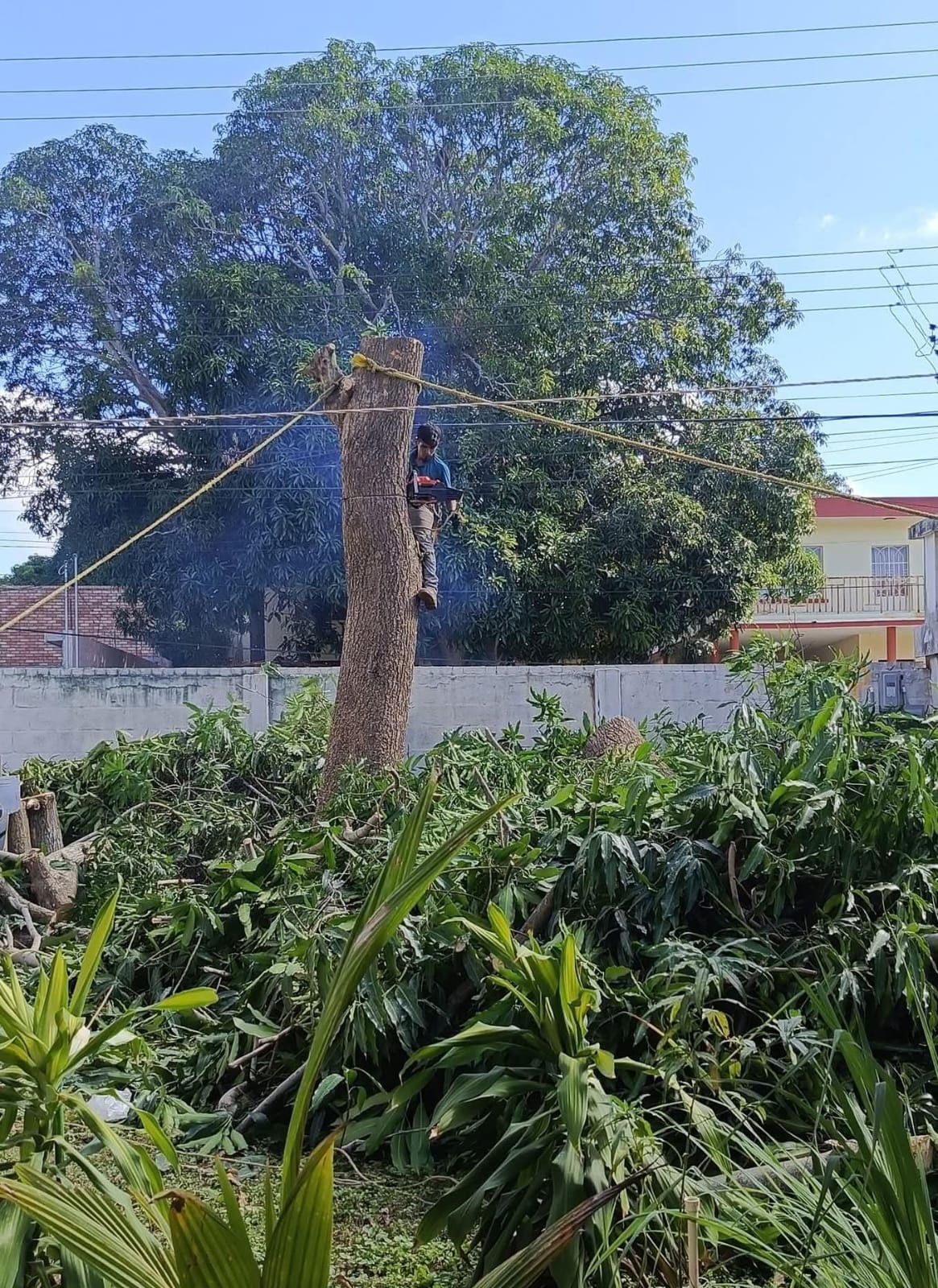 3 MANGOS