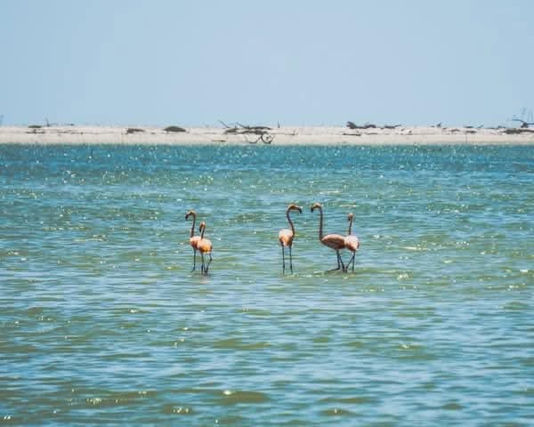 2 FLAMENCOS