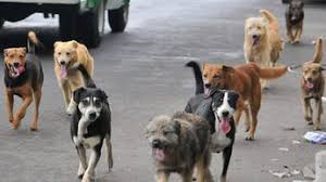 3 PERROS