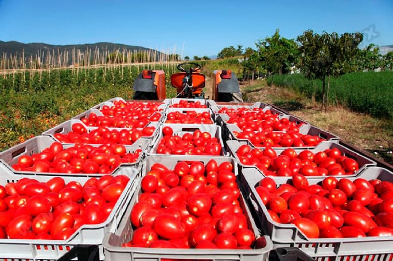 Tomatoe