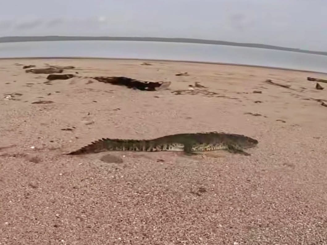 1 COCODRILO