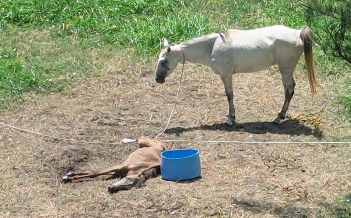 2 ANIMALES