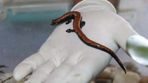 2 SALAMANDRA