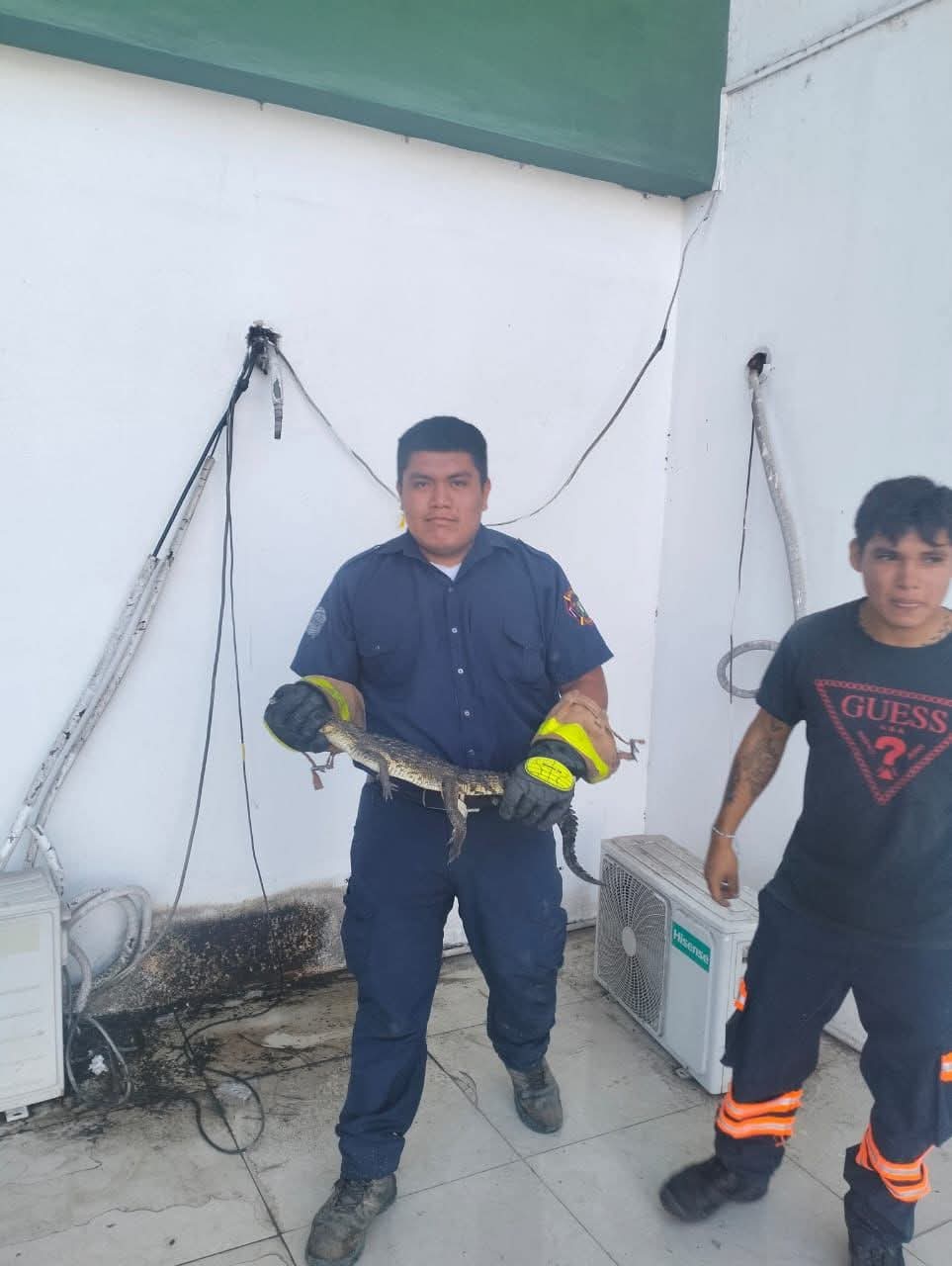 1 COCODRILO