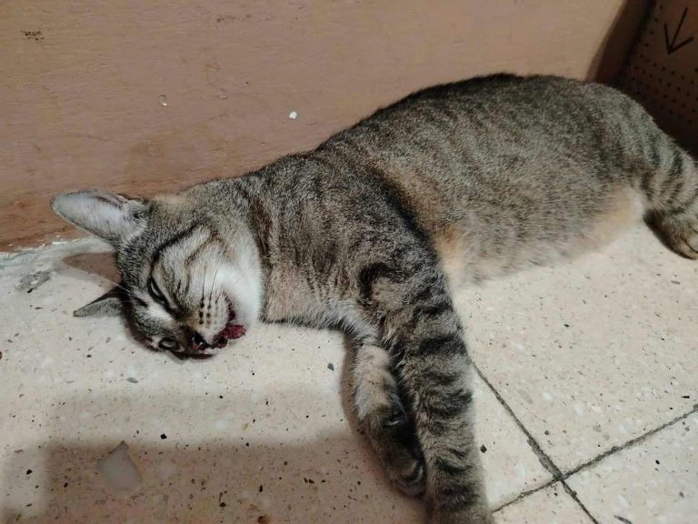 2 GATITO