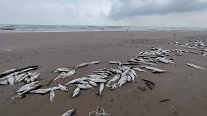 1 PECES