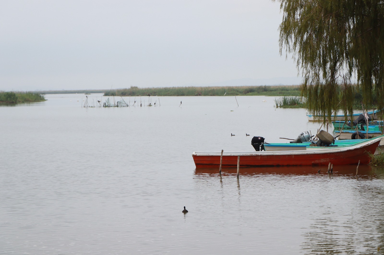 2 LAGUNA
