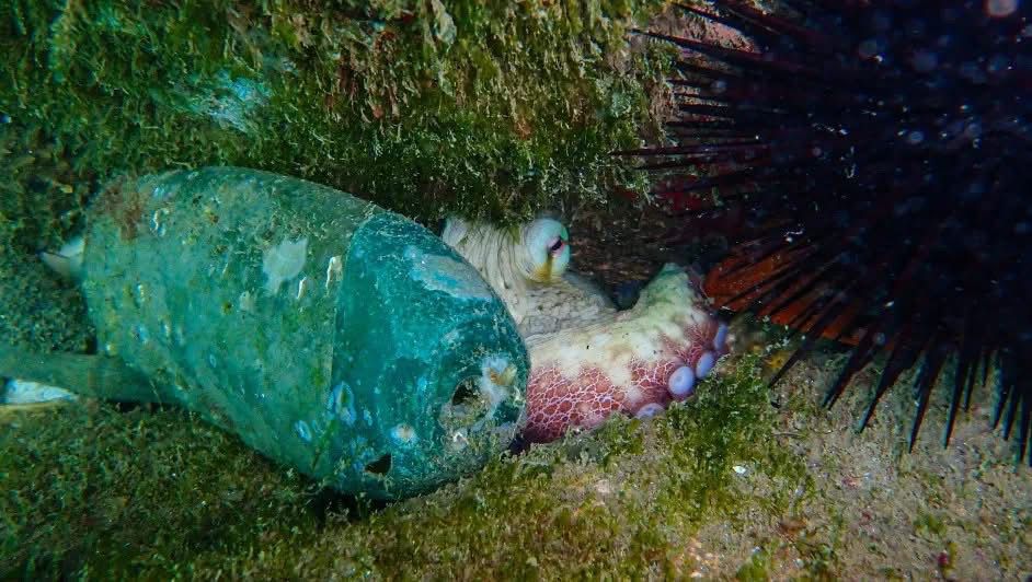 2 PULPO