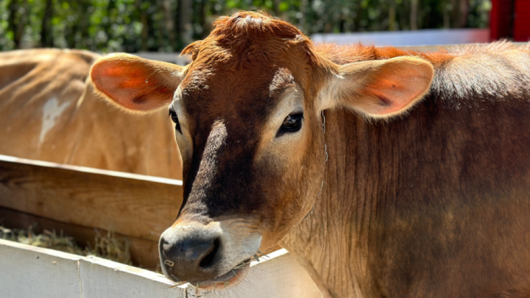 2 VACAS