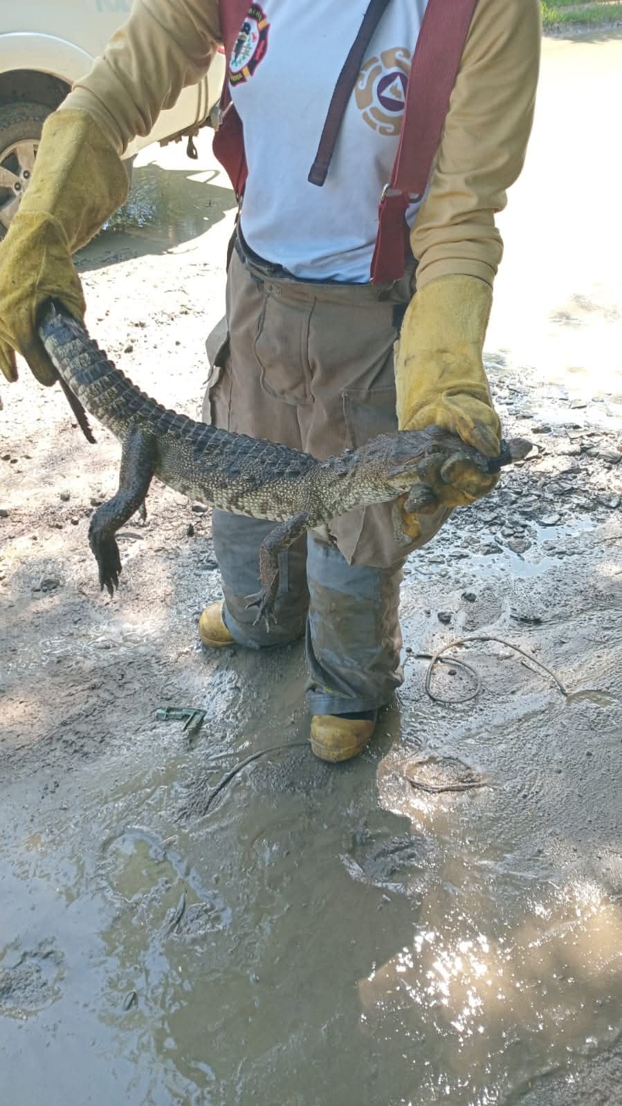 3 COCODRILO