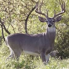 VENADO