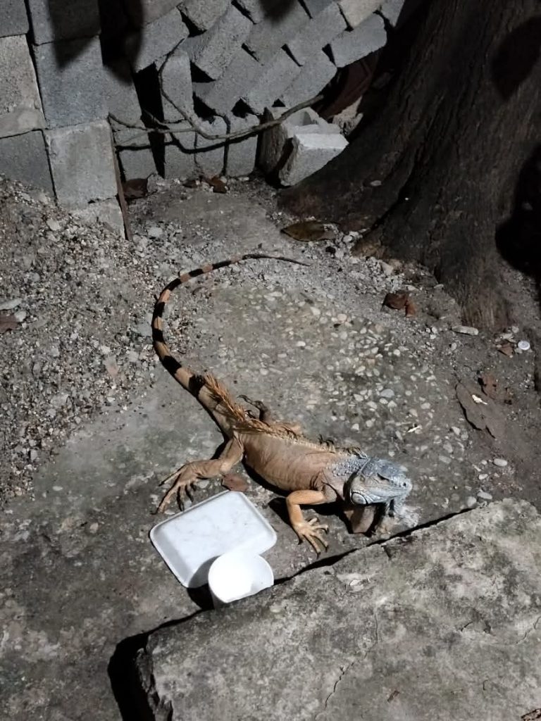 3 IGUANA