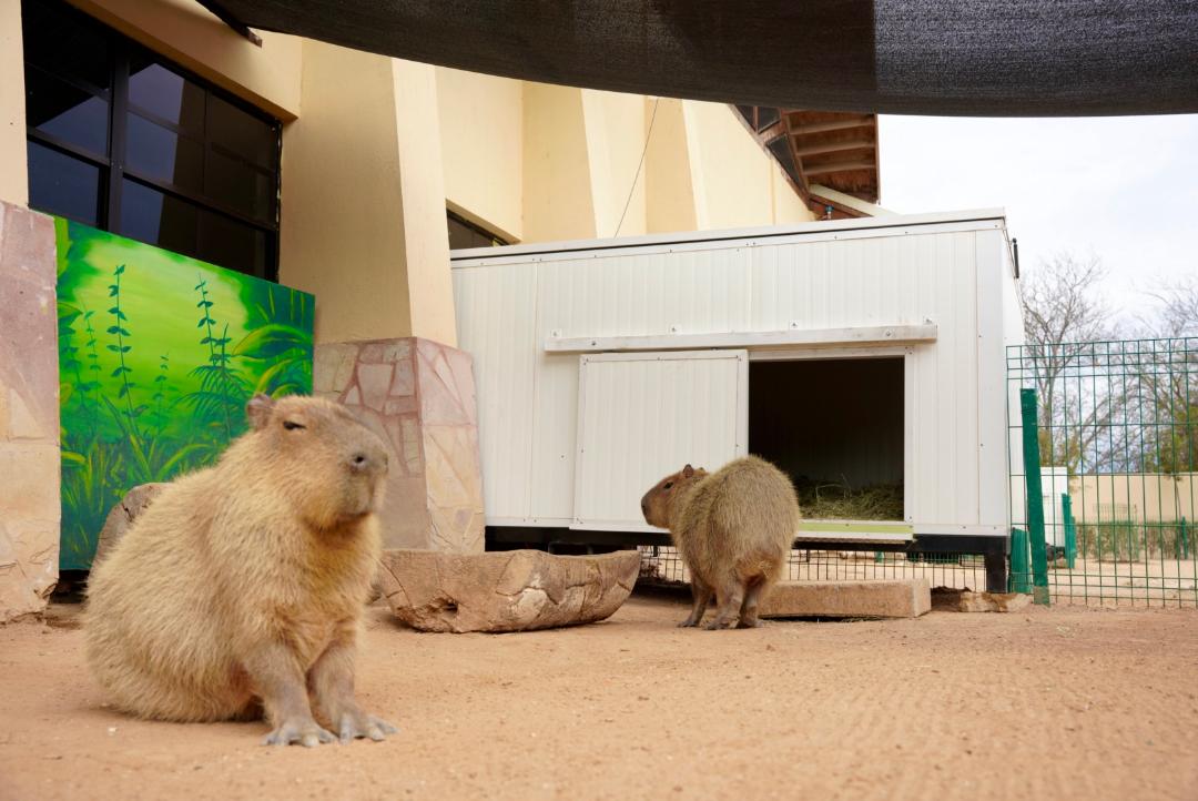 3 ZOOLOGICO