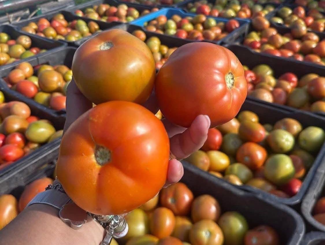 1 TOMATE