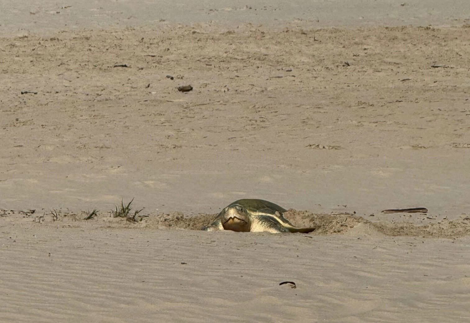 3 TORTUGAS