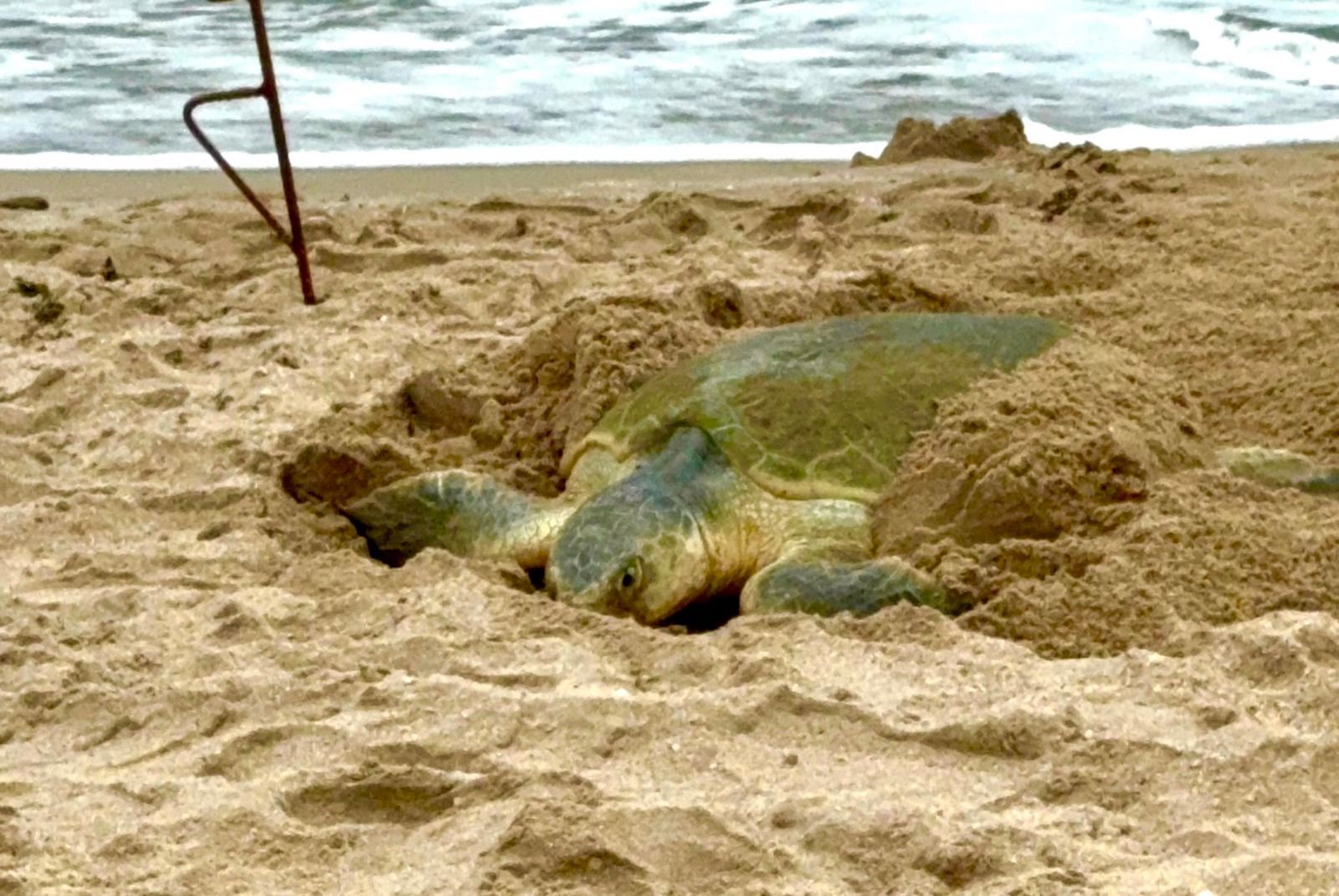 1 TORTUGAS