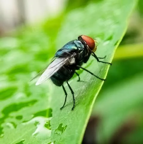 3 MOSCA