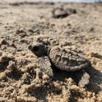 2 TORTUGAS