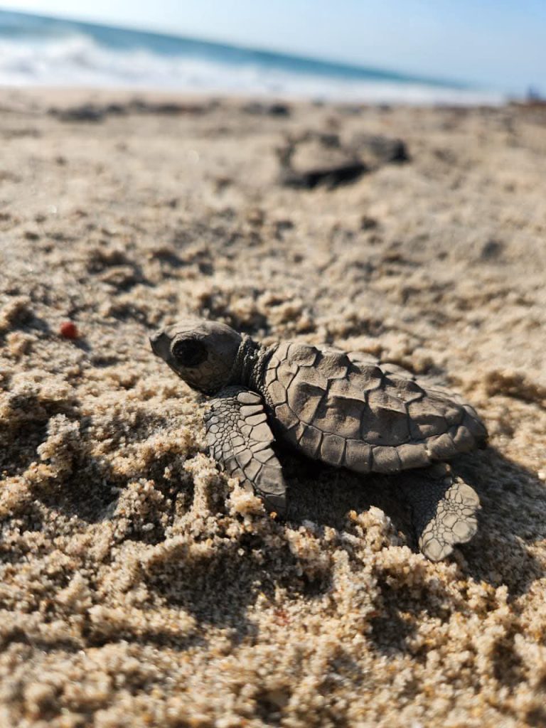 2 TORTUGAS