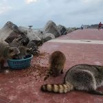 Mapaches