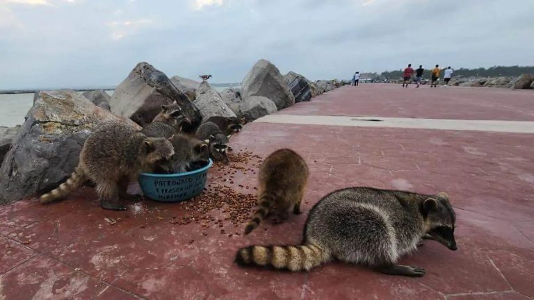 Mapaches