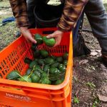 Aguacate