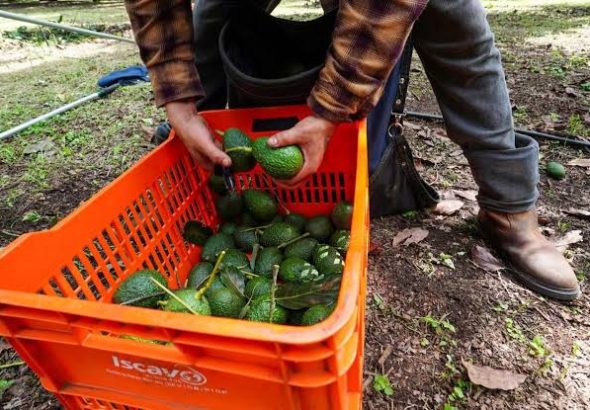 Aguacate